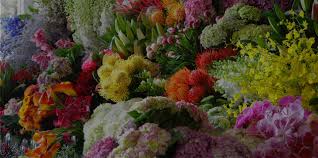 Maybe you would like to learn more about one of these? Christmas Flowers Delivered Sydney Jodie Mcgregor Flowers
