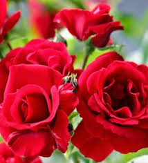 Bunga krisan ialah nama lain asal krisan. Jual Jenis Bunga Mawar Merah Red Rose Toko Bungaku
