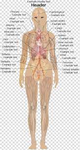 The distribution of air sacs and the functioning of the avian lung. Female Human Anatomy Chart Canabi