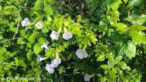 Image result for Thunbergia erecta