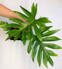 Philodendron Mayoi Nse Tropicals Unusual Plants Philodendron Plant Plants