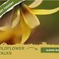 Wildflower Walk