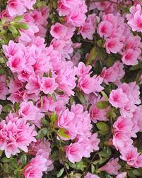 New varieties grow in a pillar (columnar) shape or small rounded dwarf shrub form, so they fit in every garden. 20 Popular Flowering Shrubs Best Blooming Bushes For The Garden