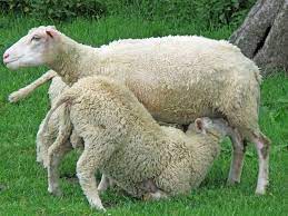 Overeating Disease In Sheep Enterotoxemia