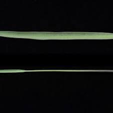 Image result for Burnatia enneandra