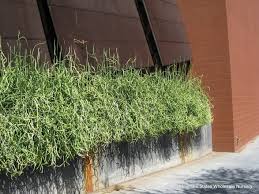 Maybe you would like to learn more about one of these? Pedilanthus Macrocarpus Lady S Slipper Mountain States Wholesale Nursery