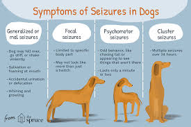 These seizures begin with a widespread electrical discharge that involved both sides of the brain at once. What To Do If Your Dog Has A Seizure