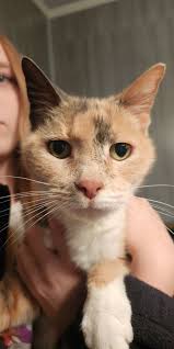 ❤️🐾 Even though i can't hold you in my arms, i can hold you in my heart  forever @Gone But @GoneButNot Not Forgotten