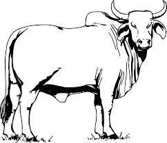 Banteng telah dijinakkan di beberapa tempat di asia tenggara, dan ada sekitar 1,5 juta banteng domestik, yang. Banteng Hewan Sapi Gambar Vektor Gratis Di Pixabay