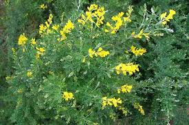 Image result for Genista