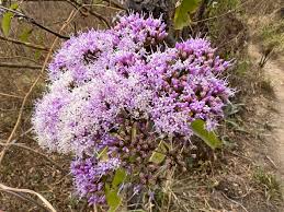 Image result for Vernonia myriantha