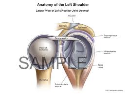 Did not undergo a x ray or. 12009 01xd Anatomy Of The Left Shoulder Anatomy Exhibits