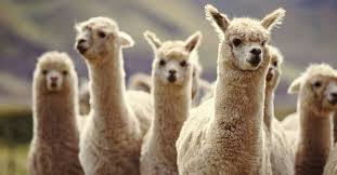 Resultado de imagen para llamas