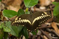 Image result for Bullockia setiflora