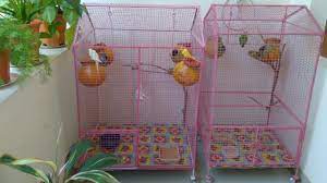 Zazzle have the perfect bird cage gift for any occasion. How To Make Decorate A Colourful Love Birds Cage Youtube