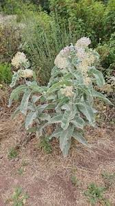 Image result for Polycarpaea eriantha