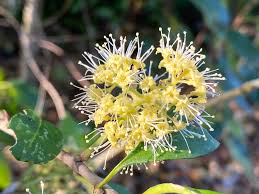 Image result for Pisonia aculeata
