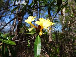 Image result for Barleria lugardii