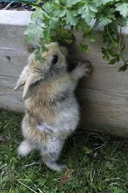 Pin By Delfina Mendoza On Silentsolitude Cute Animals Baby Animals Animals