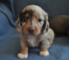 Bach N Dachs Miniature Dachshunds Well Holy Cow How Cute Are You More Daschund Puppies Dachshund Puppy Funny Dachshund Puppy Miniature