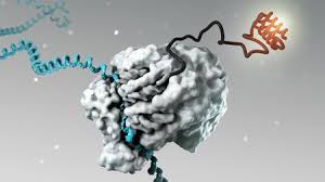Mrna vaccines teach our cells how to make a protein—or even just a piece of a protein—that triggers an immune response inside our bodies. Messenger Rna Gave Us A Covid 19 Vaccine Will It Treat Diseases Too Science Aaas