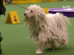 Westminster Dog Show 2013 Komondor Will Mop Your Floors Sbnation Com