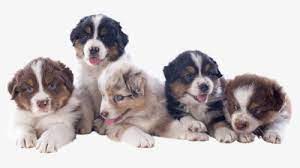 Check spelling or type a new query. Australian Shepherd Png Images Free Transparent Australian Shepherd Download Kindpng