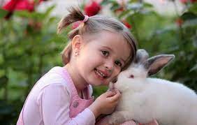 Pet News Articles Urban Pet Hospital Blog Do Rabbits Make Good Pets