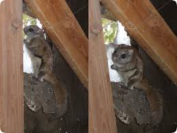 Flying Squirrel Removal How Do You Get Rid Of Flying Squirrels In The Attic Flying Squirrel Squirrel Get Rid Of Flies
