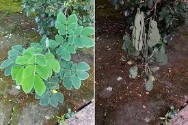 Image result for Samanea leptophylla