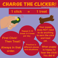Using a clicker for dog training. Puppy Clicker Training For Beginners