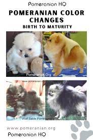 Pomeranian Color Changes From Birth To Maturity