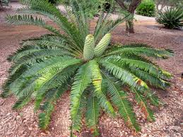 Image result for Encephalartos turneri