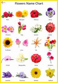 Maybe you would like to learn more about one of these? Flowers Name In English Pictures Videos Charts Ira Parenting Flowers Name In English All Flowers Name Flower Names