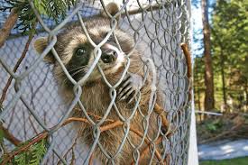 Check spelling or type a new query. When Raccoons Homeowners Collide Saanich News