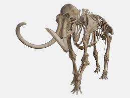 Mammoth Skeleton 3d Model Animal Skeletons Skeleton Model Mammoth