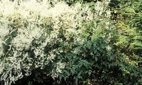 Image result for Fallopia baldschuanica