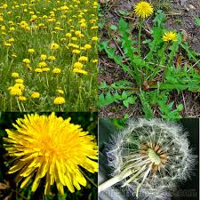 Image result for Taraxacum