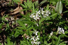 It flowers well in dense shade. Gardening With Native Plants Woodland Plants For Shaded Gardens Uw Arboretum