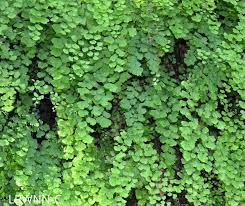 Image result for Adiantum vogelii