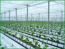 GREENHOUSE VEGETABLES ile ilgili görsel sonucu
