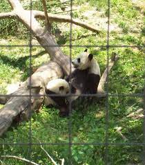 National Zoo Washington Dc Kid Friendly Activity Reviews Washington Dc Vacation Washington Dc Trip Planning Dc Vacation