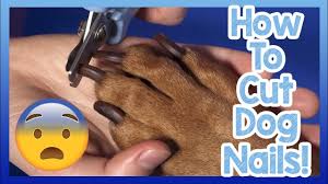 how to cut your dogs nails simple top
