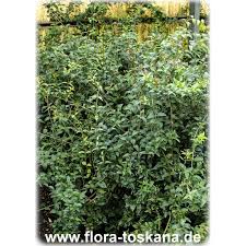 Image result for Catha edulis