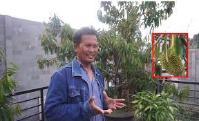 Buah durian bertipe kapsul dengan bentuk bulat, bulat telur hingga lonjong panjangnya hingga 25 cm dan hampir semua orang menyukai durian karena durian memiliki rasa yang lezat, daging buahnya lembut dan memiliki aroma khas yang sangat menggoda. Lelaki Ini Buktikan Pokok Durian Musang King Boleh Berbuah Dalam Pasu Begini Caranya My Info Berita