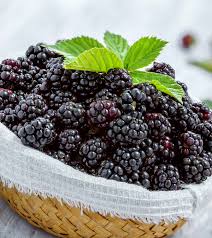 Can You Eat Blackberries During Pregnancy