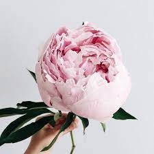 Check spelling or type a new query. Peace November 25 2015 Zsazsa Bellagio Like No Other Peonies Pink Peonies Flowers