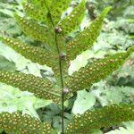 Image result for Tectaria fernandensis