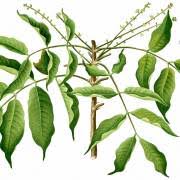 Image result for Canarium schweinfurthii