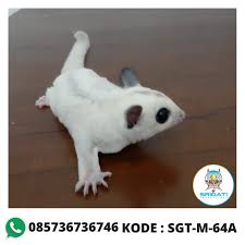 Jual Sugar Glider White Face Platinum Betina Depok Dan Jakarta